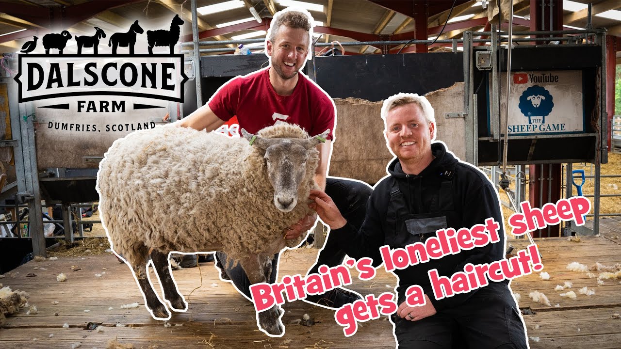 Shearing The Most Famous Sheep In The World!!