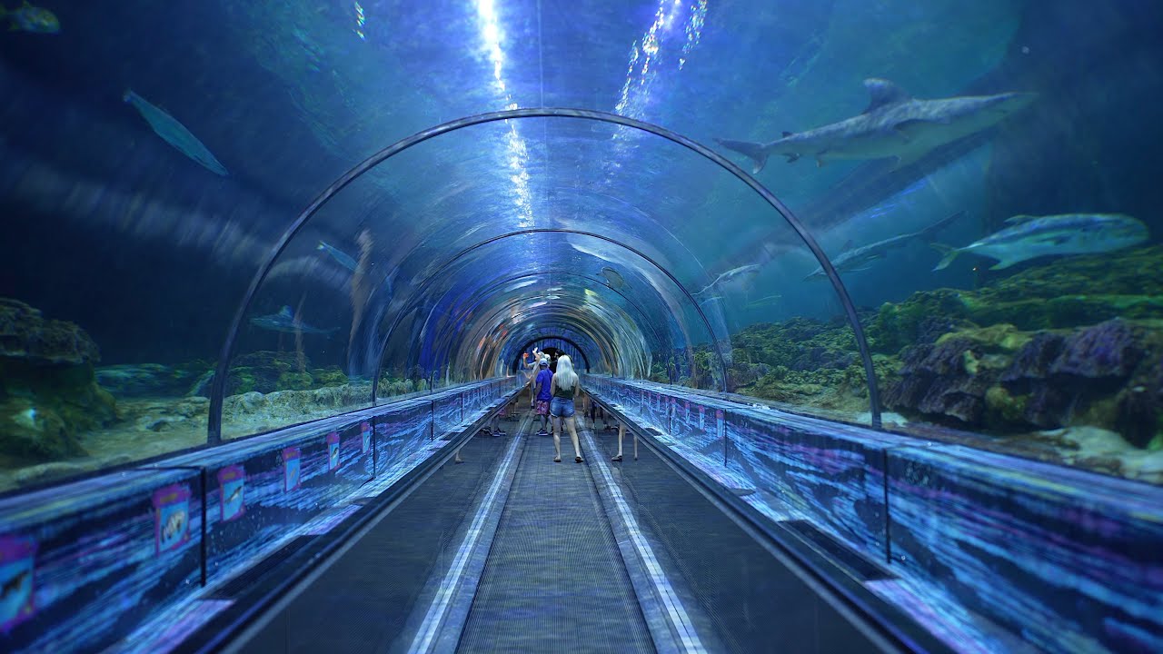 SeaWorld Shark Encounter 2022 Cinematic 4K Tour Orlando Florida