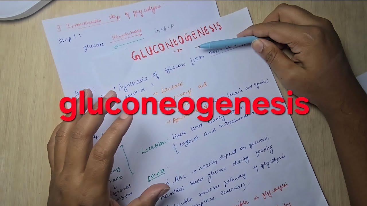 Gluconeogenesis | mbbs biochemistry 
