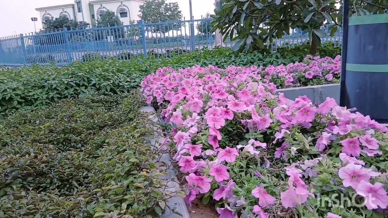 የአረብ   ልጅ  ማሳደግ ይክብዳል