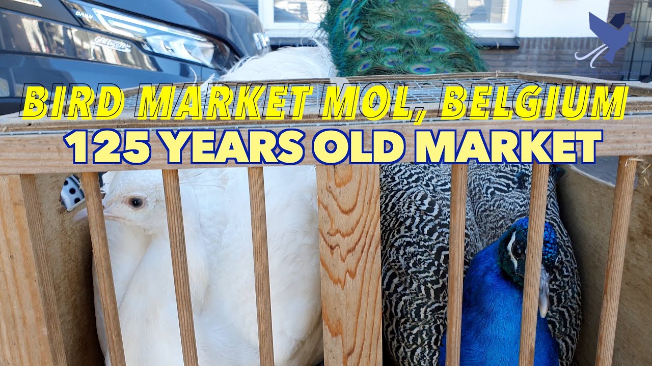 Bird Market Visit Mol Belgium | 125 Year Old Bird Market in Mol Belgium | Sunday Market Mol Belgium