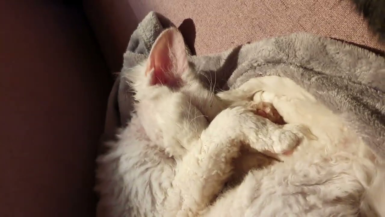 Devonrex Oxi & Black Puma cats love