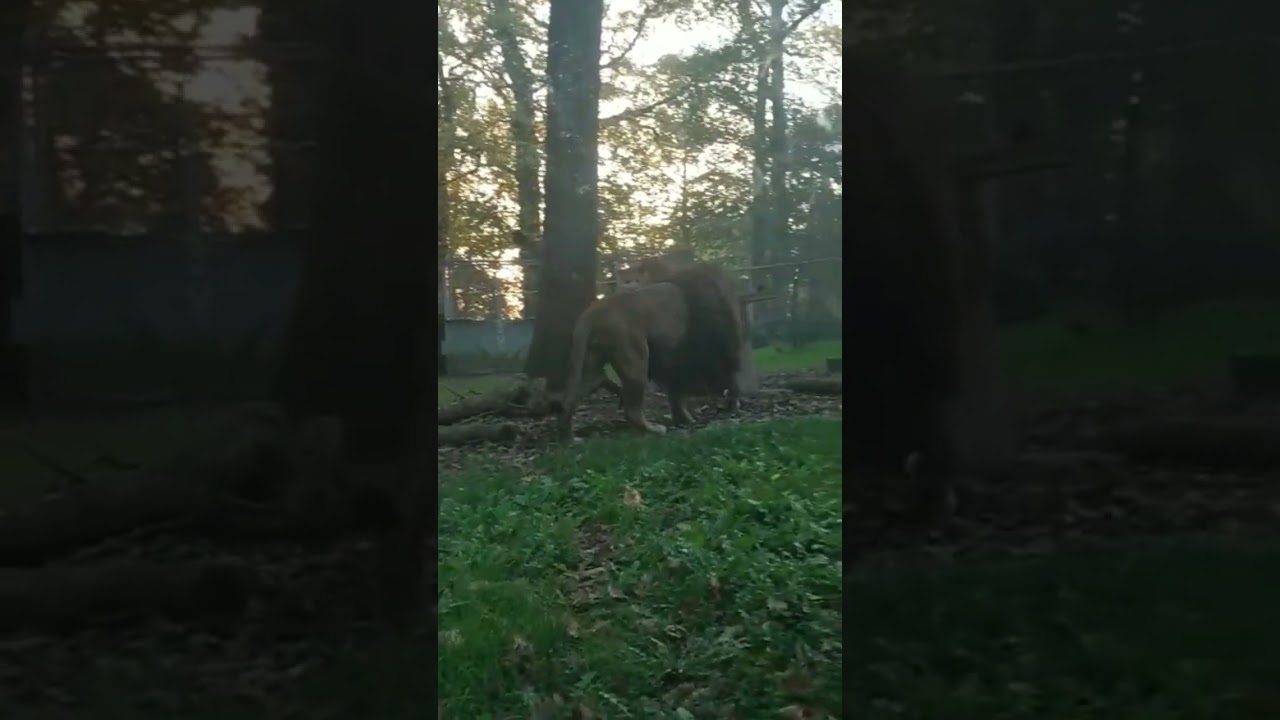 Les lions et lionnes du zoo. 🦁