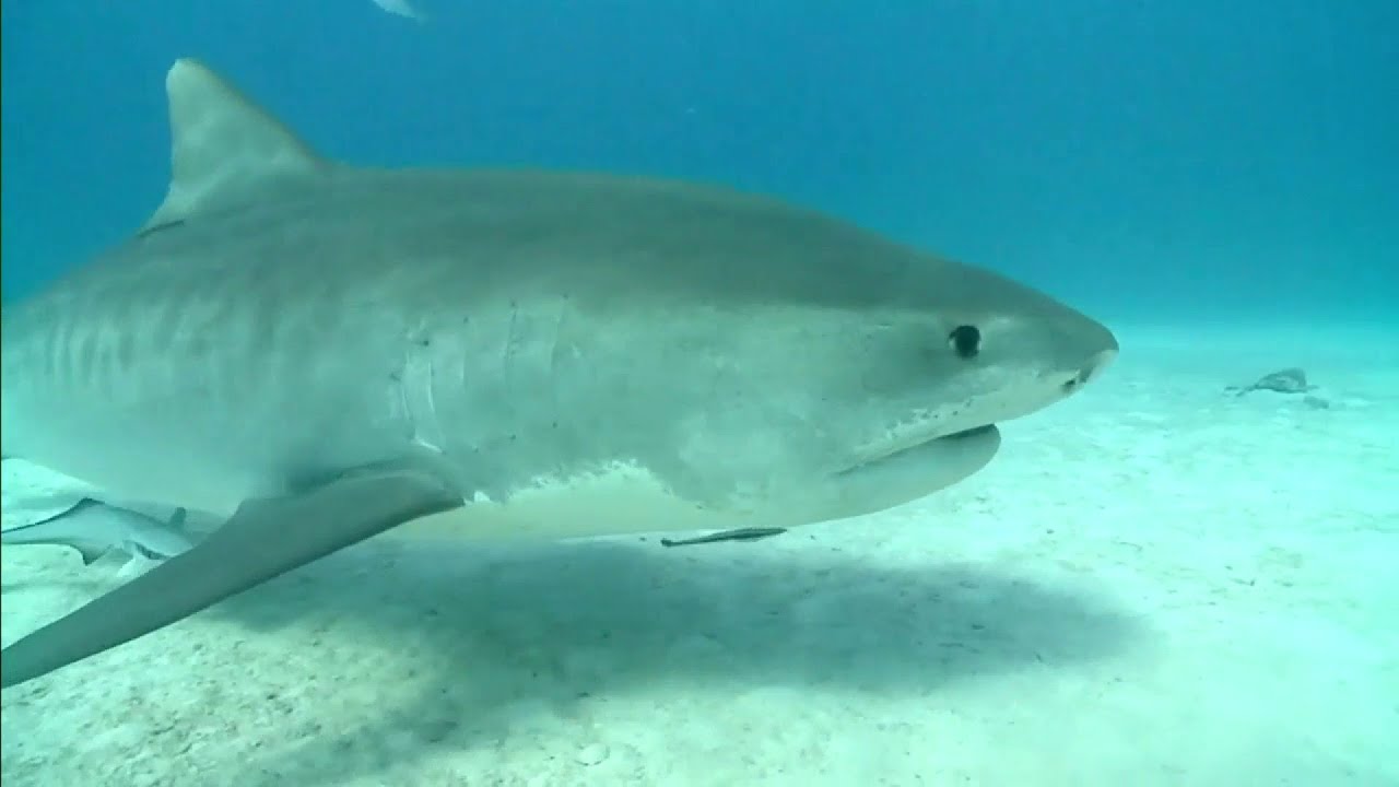 911 call after Siesta Key shark attack: 'He is bleeding to death'