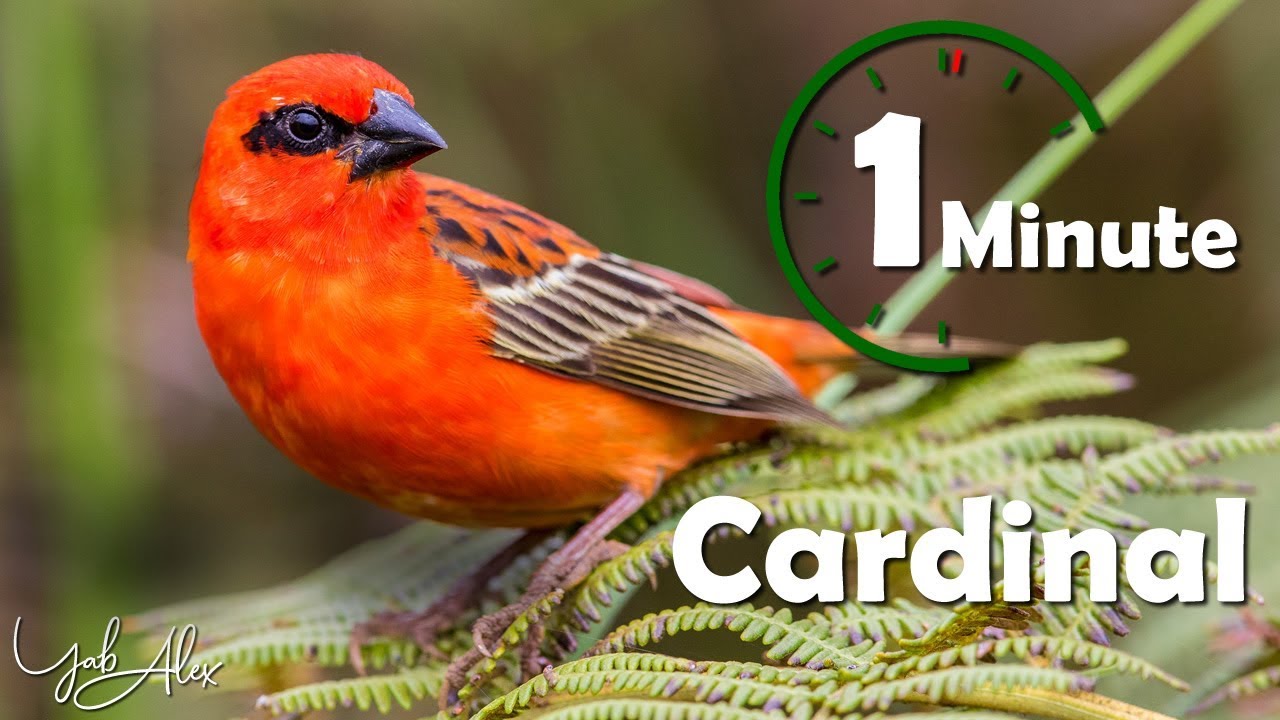 Une minute pour un oiseau : cardinal (foudi de Madagascar) - Yabalex