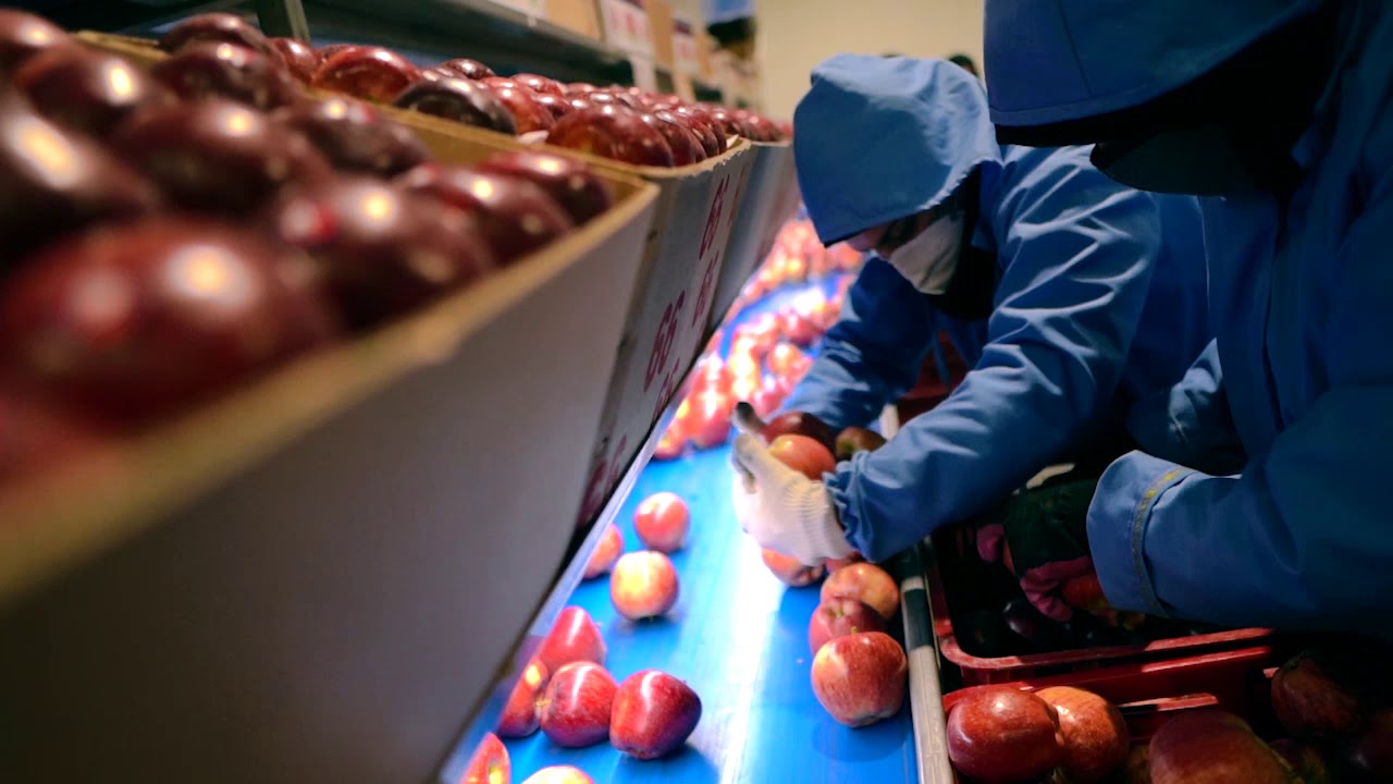 Iran, lavorazione mele