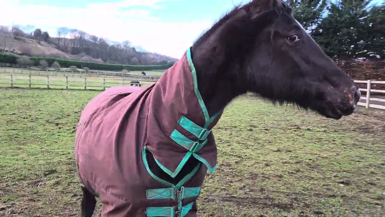 Yggdrasil Dorothea Lucia, yearling filly