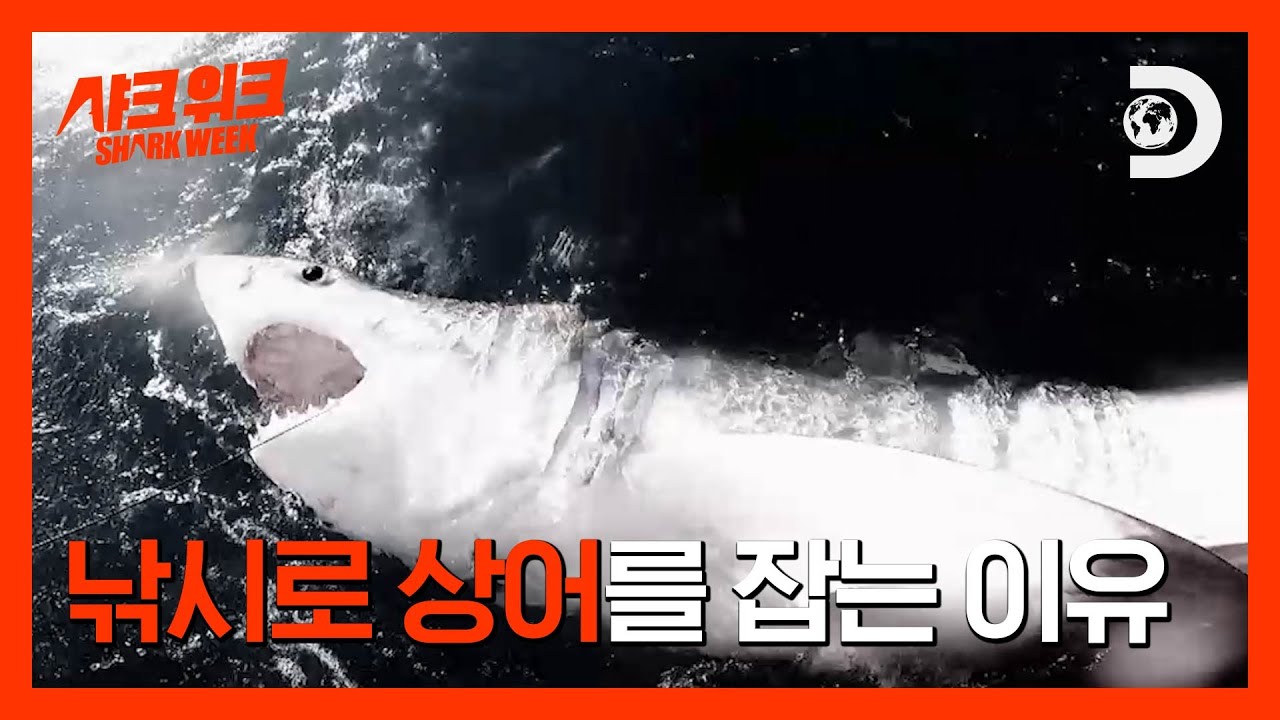 바다의 3대 500 백상아리가 출몰한 이유 💪 [당신의 심박수를 높일 샤크 위크]
