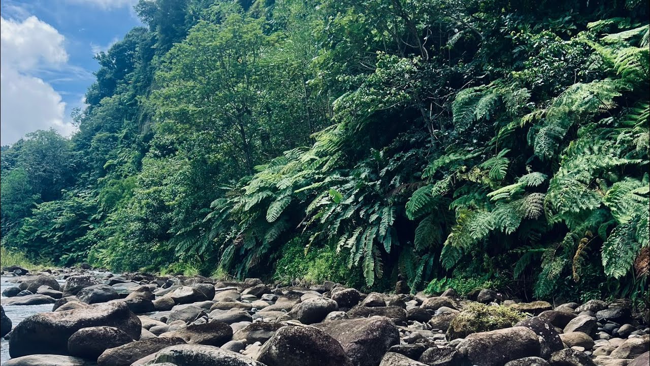 Layou River ​⁠@discoverdominica #dominica2025 #dominica #droneview #travel