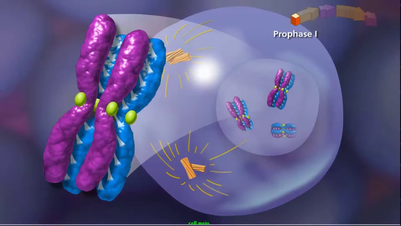 Meiosis 3D Animation