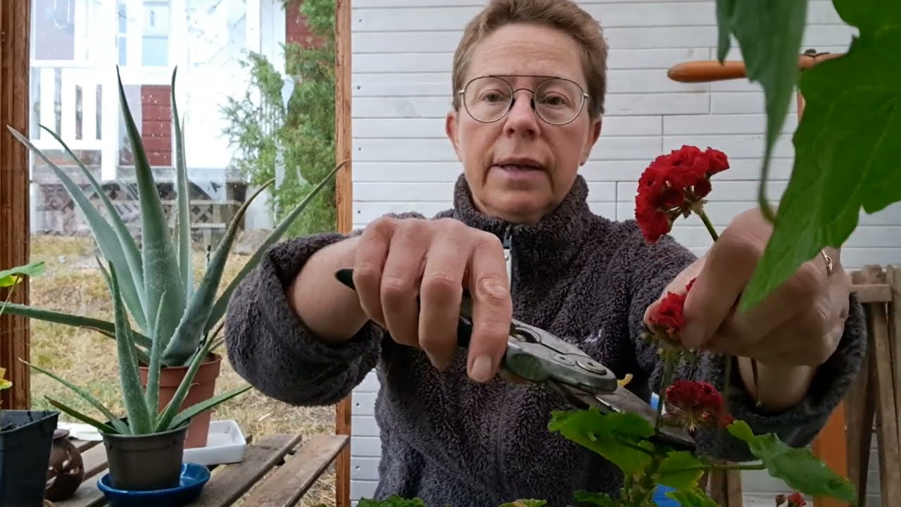 Invintra pelargoner