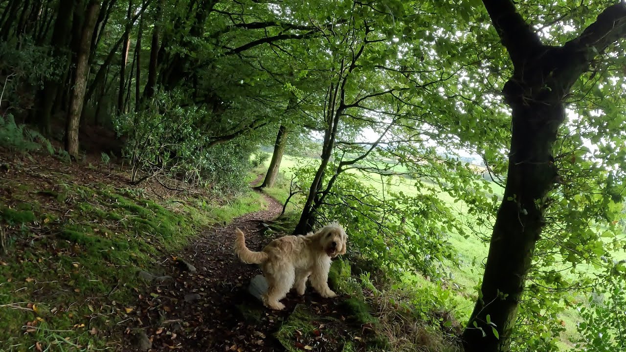 Beacon Hill Wood - England