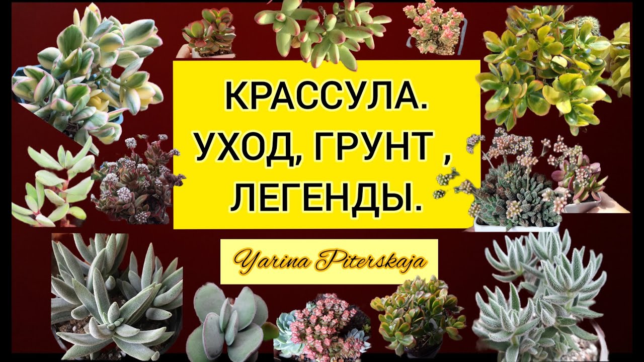 Крассула. Уход, грунт, легенды .