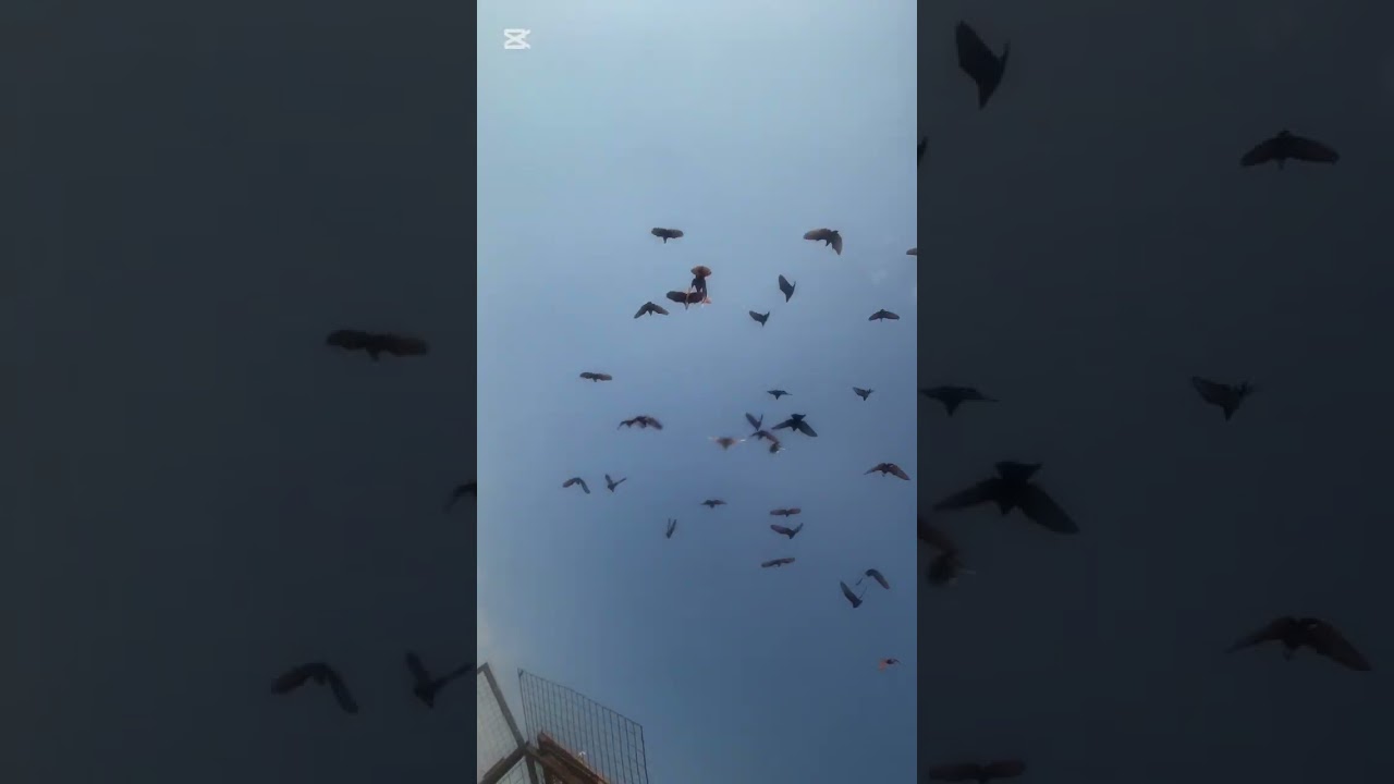عدنه صيد 6😁❤️وصورلتكم الغربه وطيرناهن اتونسو ❤️