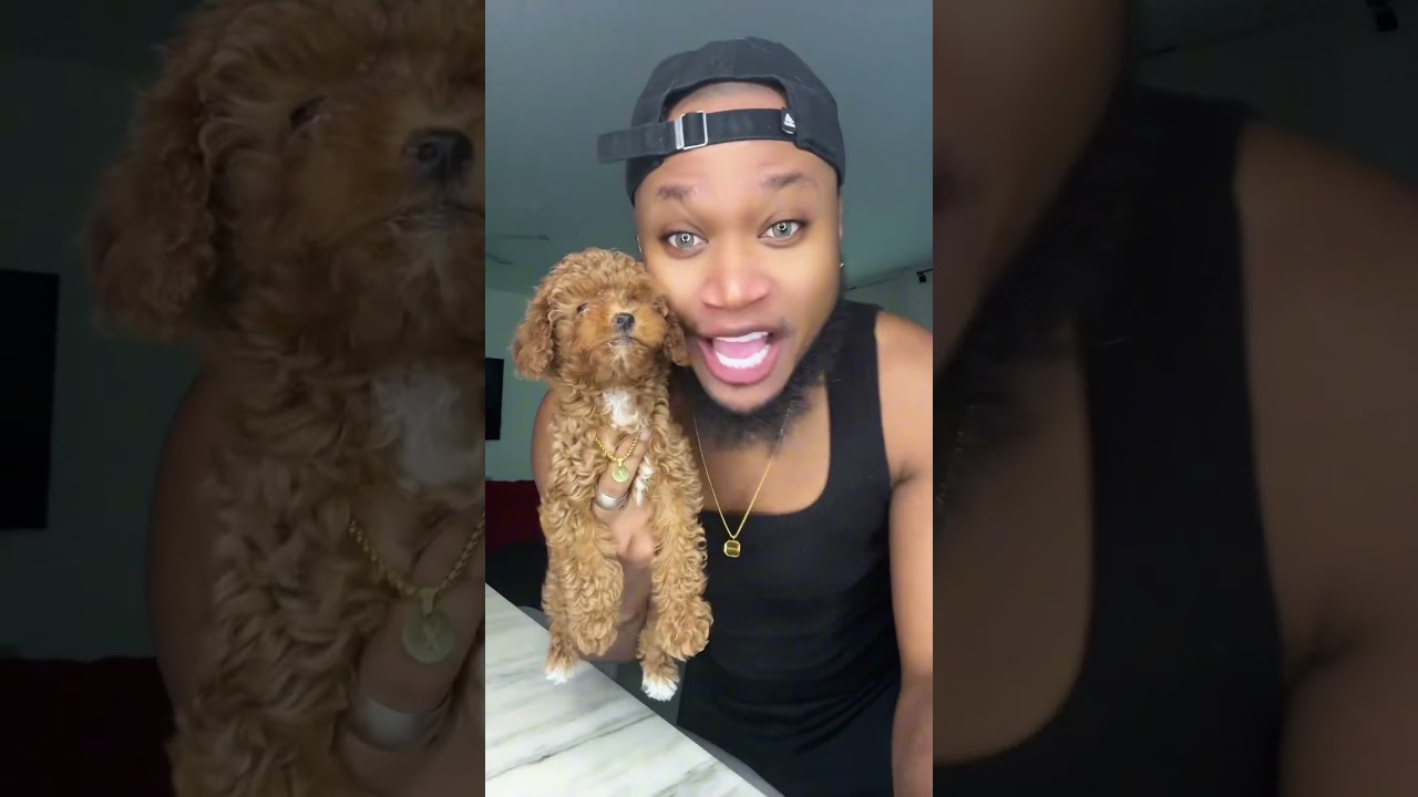 This is the last one I promise #poodle #puppy #viral