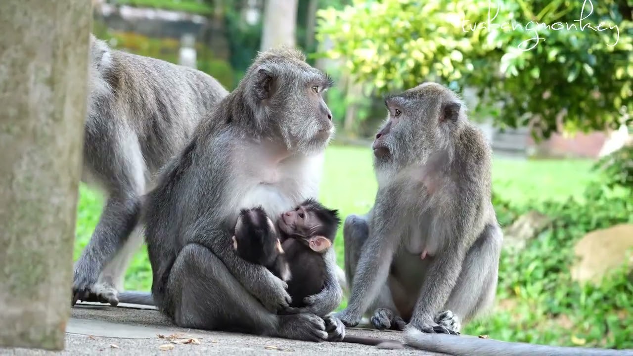 Bayi kembar itu kuberi nama Sisi dan Sisa