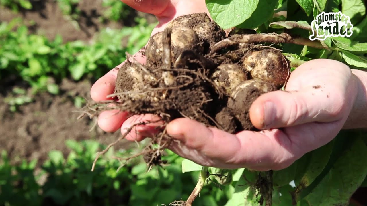 Odla potatis i pallkrage eller trädgårdsland