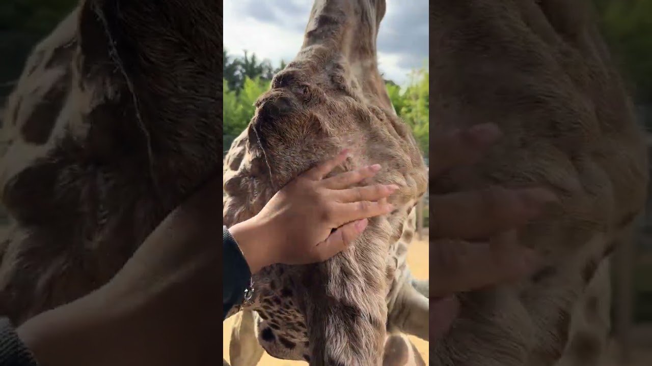 This Giraffe LOVES Head Scratches&mdash;Watch Her Enjoy It!