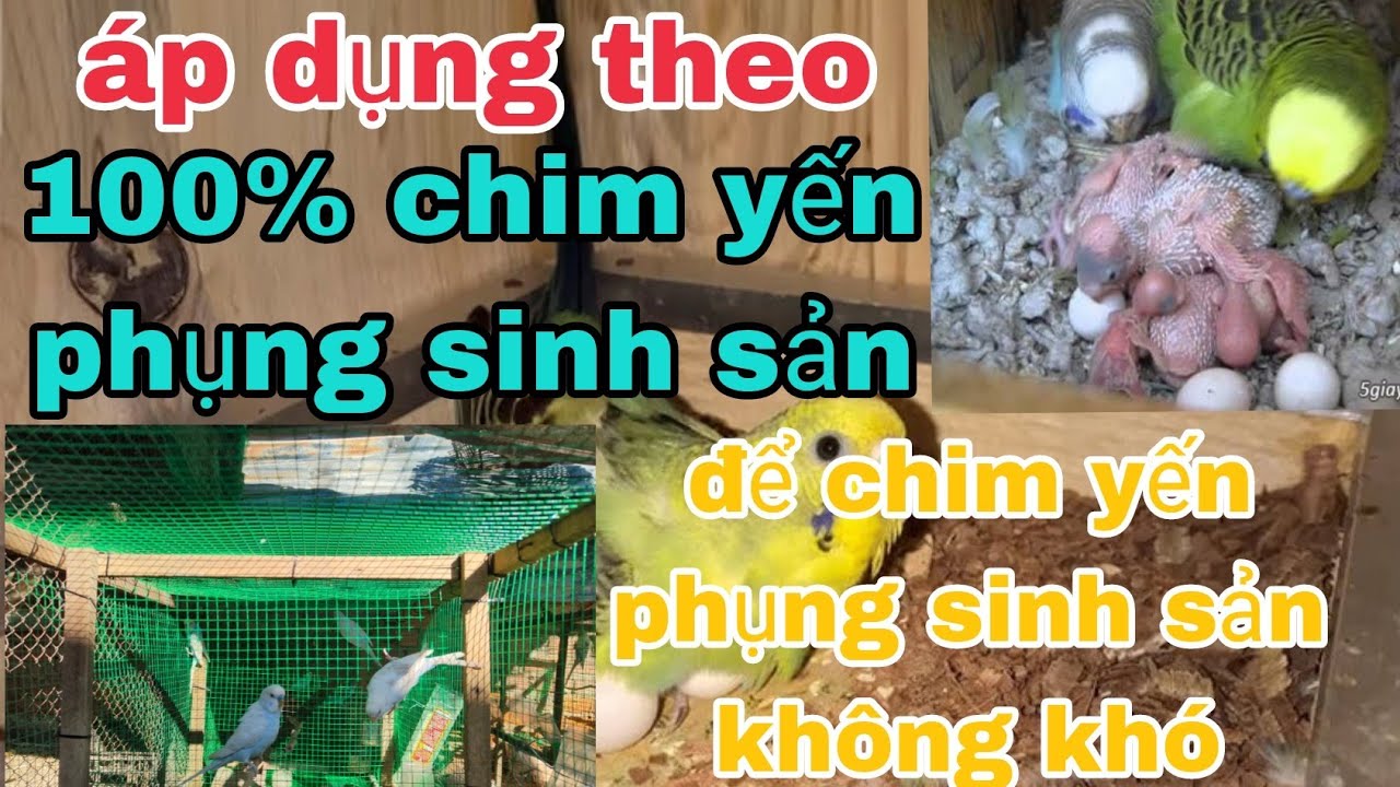 Hướng dẫn nuôi chim yến phụng sinh sản | Lâm Phạm