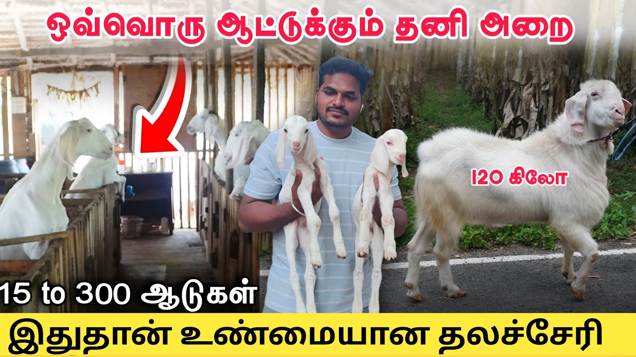 இப்படி ஒரு ஆட்டு பண்ணையா ?! 15 to 300 ஆடுகள் 15 வருடம் அனுபவம்