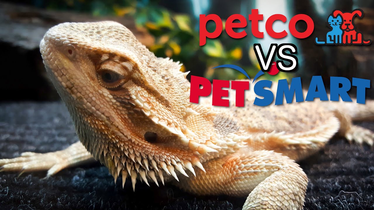 Petco против Petsmart &mdash; руководства по уходу за бородатыми агамами