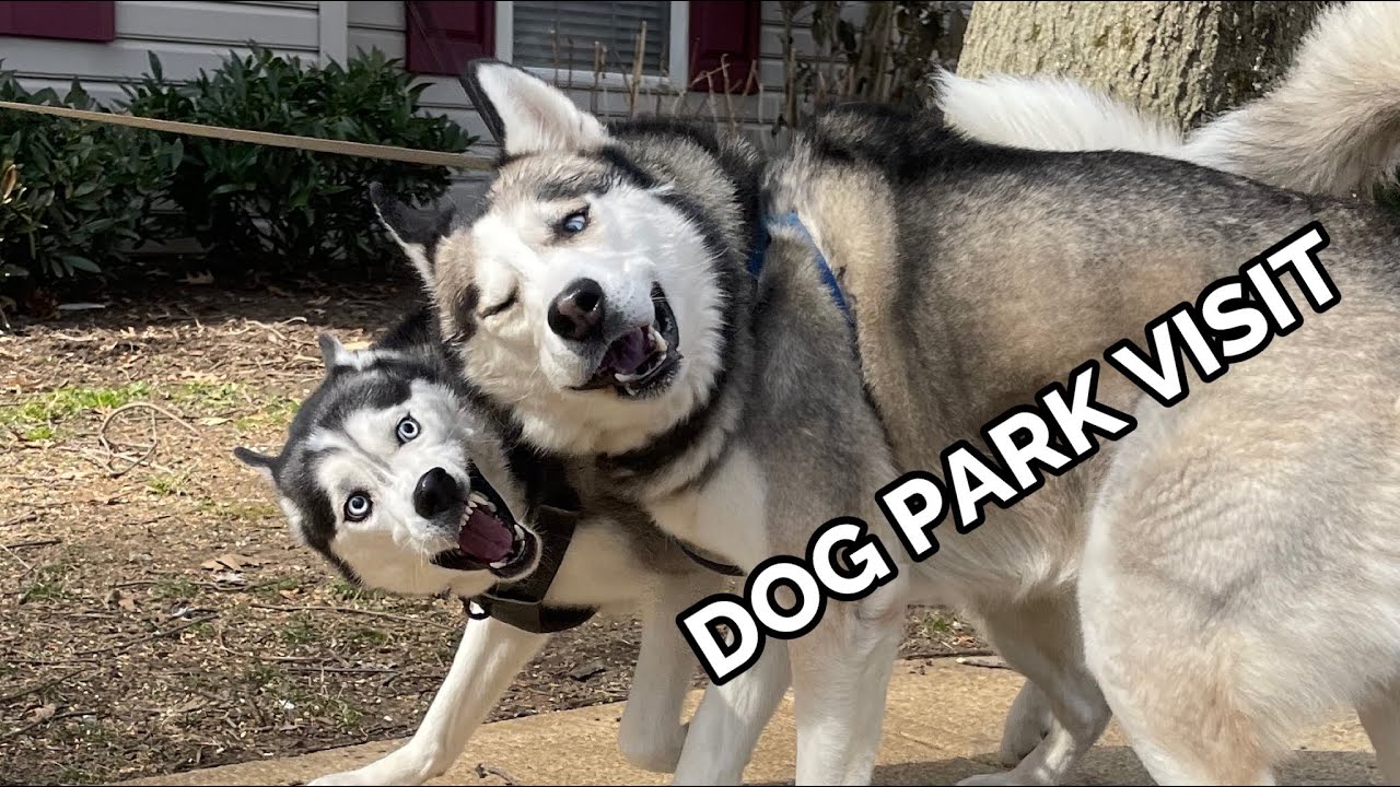 Moon got AGGRESSIVE at the Dog Park!