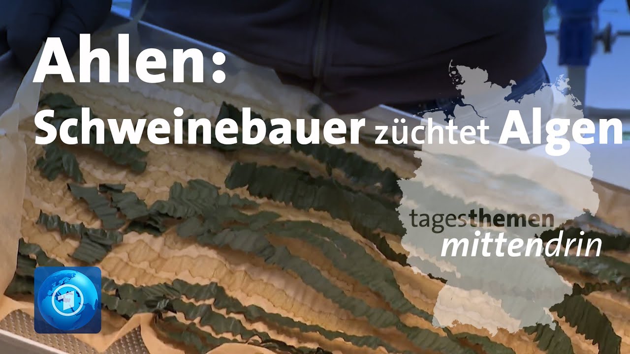 Ahlen: Schweinebauer züchtet Algen | tagesthemen mittendrin