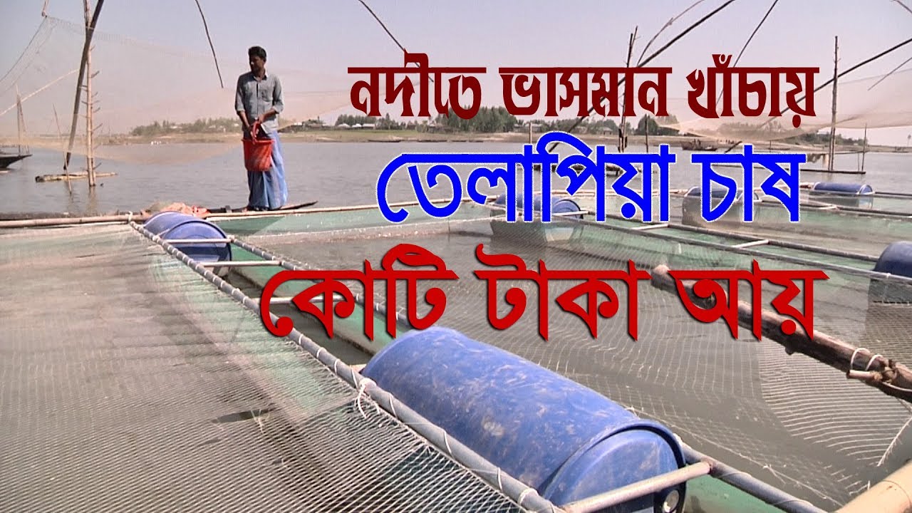 খাঁচায় মাছ চাষ করে কোটি টাকা আয়