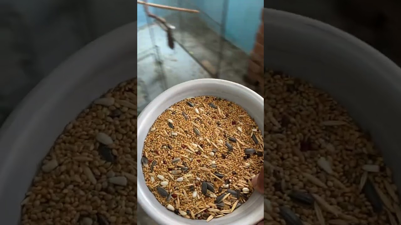 Feeding time #parrot #conures #bird #seeds #lovebird #sunlovers