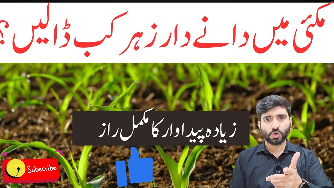 Best Time to Apply Granular Insecticide in Maize Crop | Corn Pest Control Complete Guide| agri intel