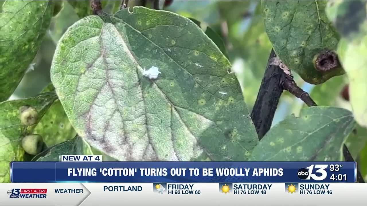Fluffy friends or foes? Understanding woolly aphids