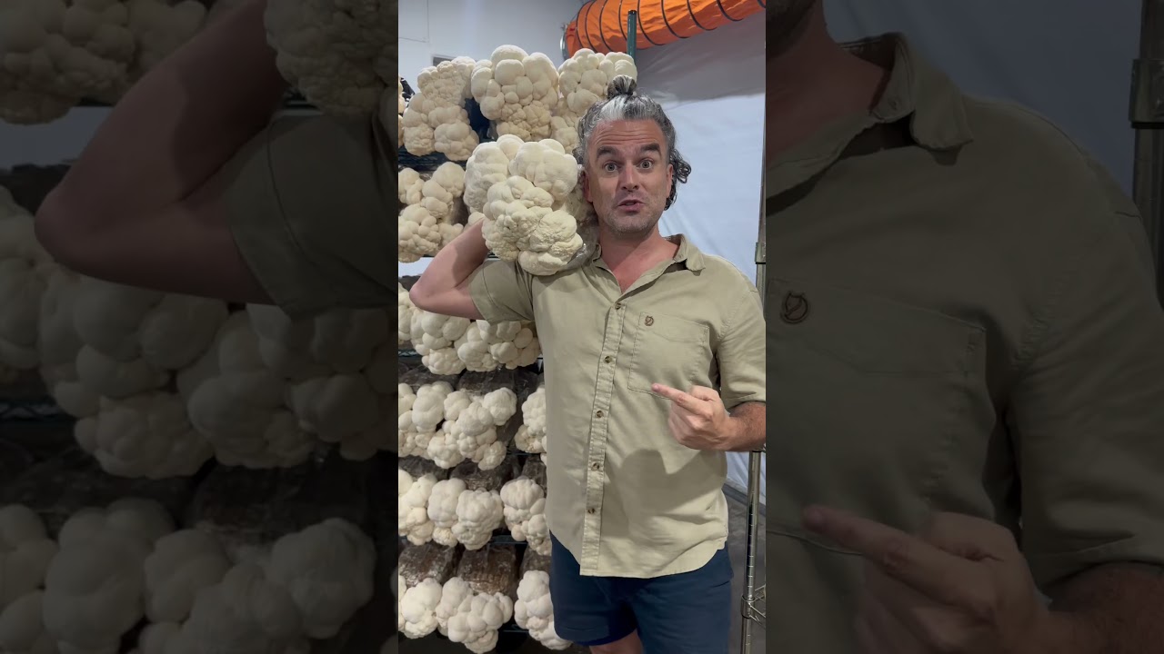 Grow your own mushrooms! Lions mane kits on sale this week! #mushroom #localfarm #food