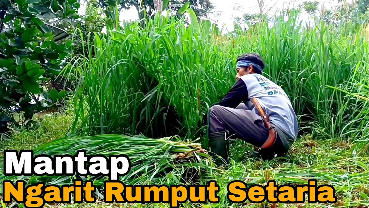 Bank Pakan Rumput Setaria||Ngarit Rumput Setaria (Rumput Pendek)