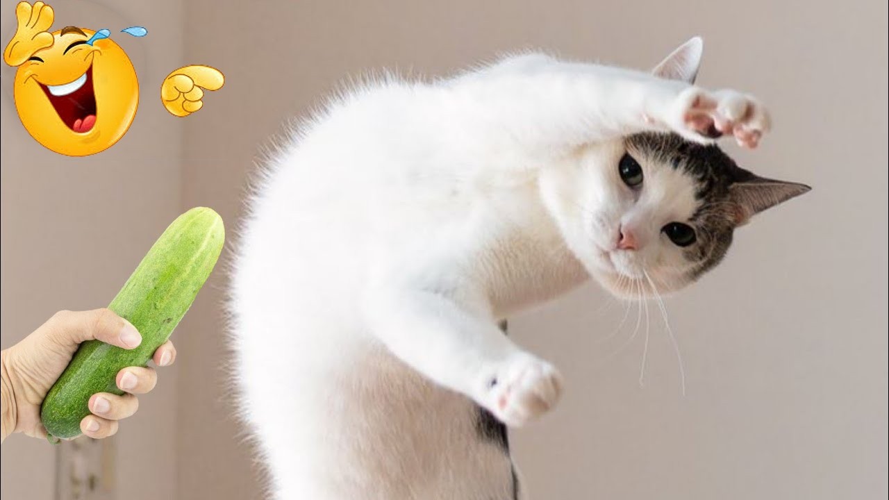 The FUNNIEST Cat Clips on the Internet 😂 SUPER Funny Cat Videos 2026
