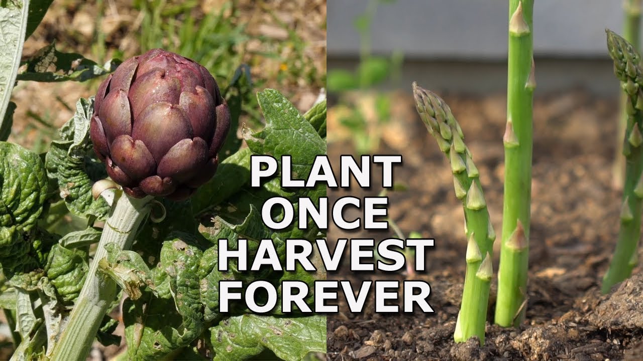 7 Perennial Vegetables You Can Grow Once and Harvest Forever!