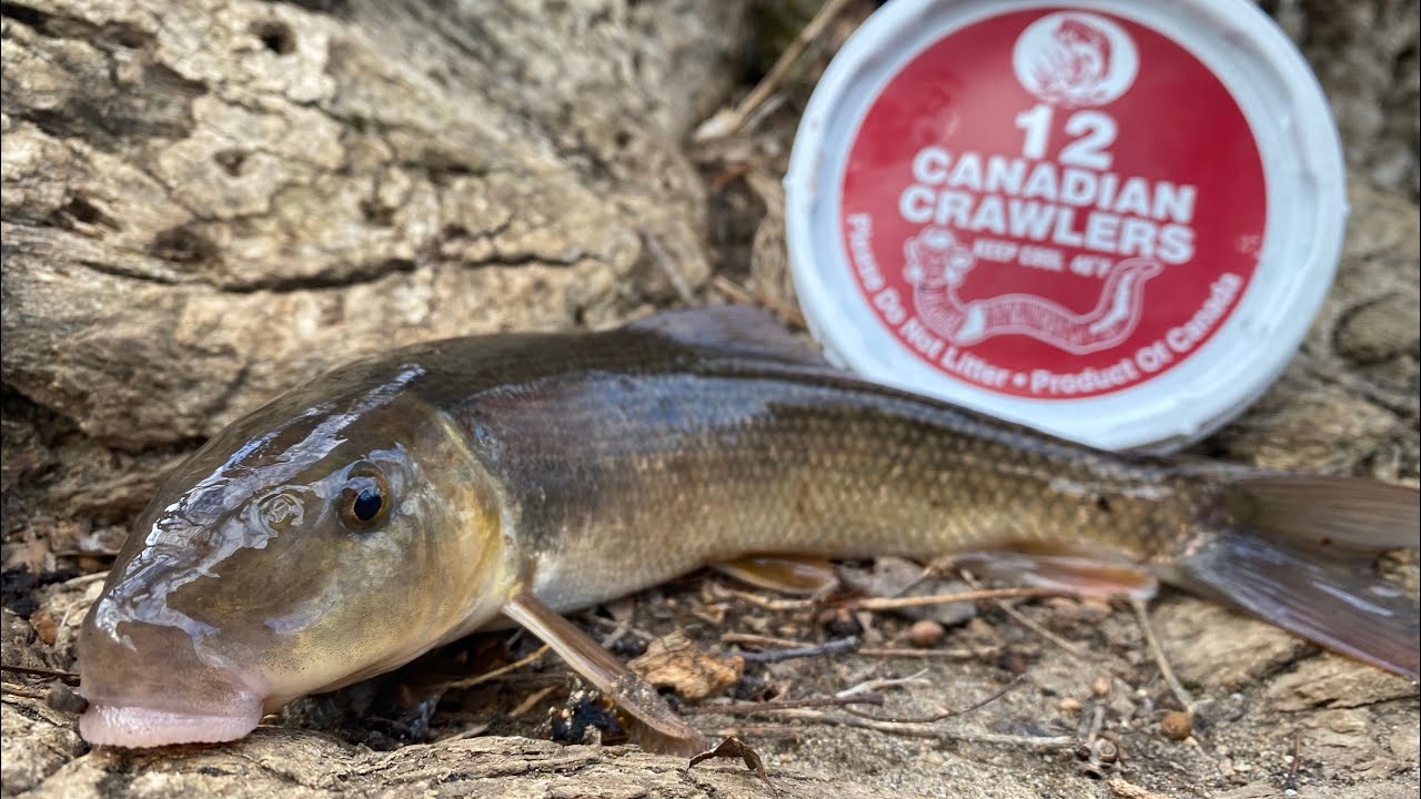 What's Hiding in this Winter Creek?
