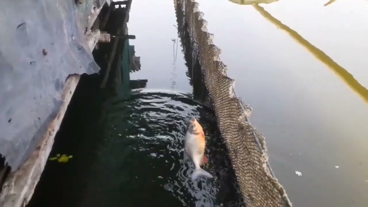 MANCING IKAN BAWAL DI BAWAH RUMAH KERAMBA @SeronaTarum 