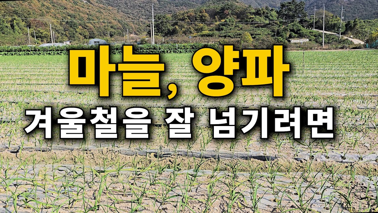 마늘 양파 겨울철을 잘 넘기려면...