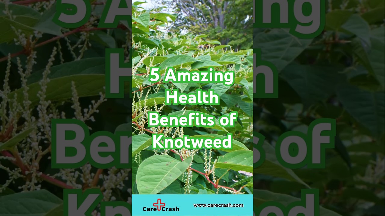 5 Amazing Benefits of Knotweed | #carecrash
