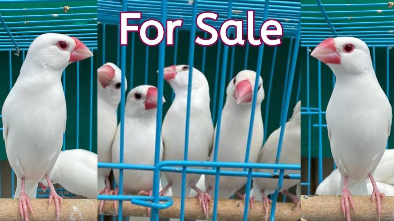 Java Sparrow For Sale