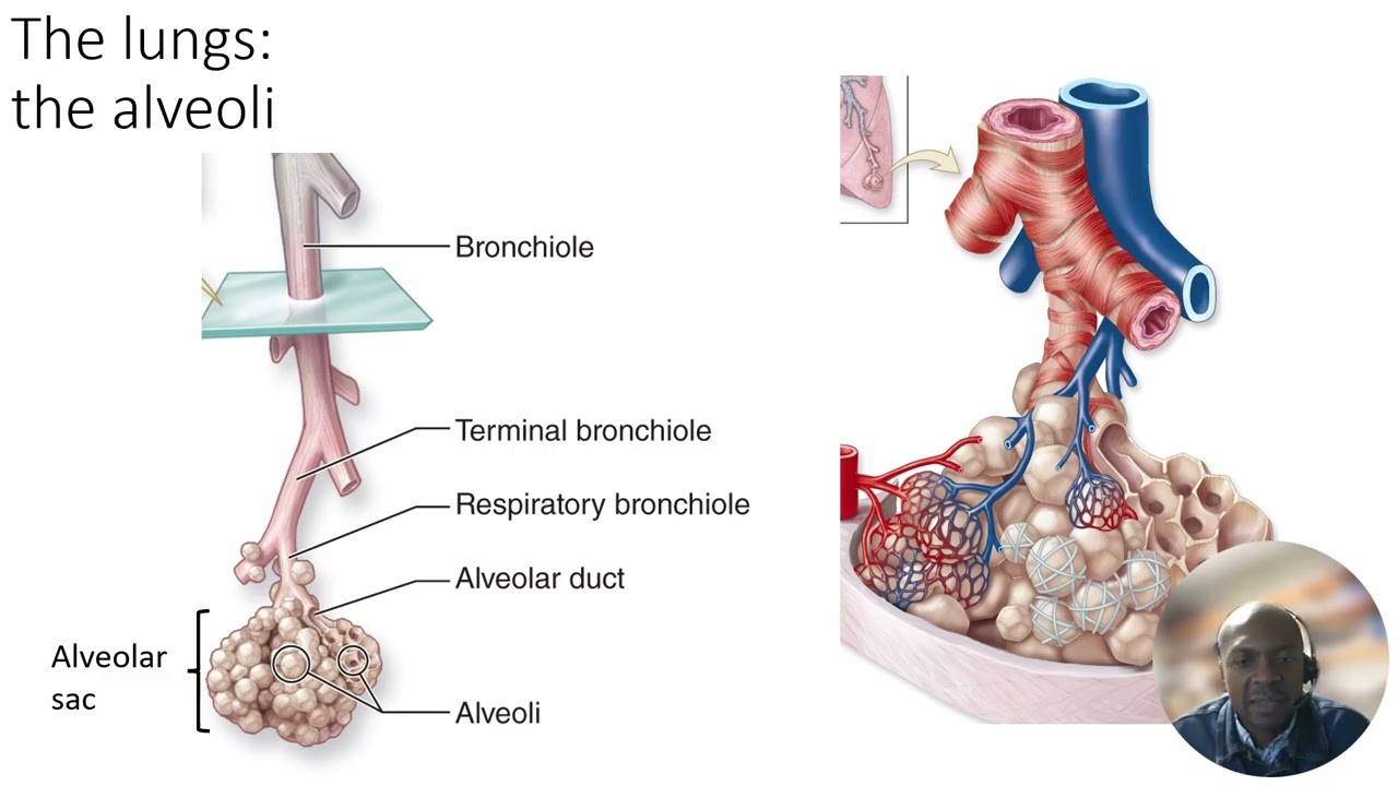 Respiratory Anatomy