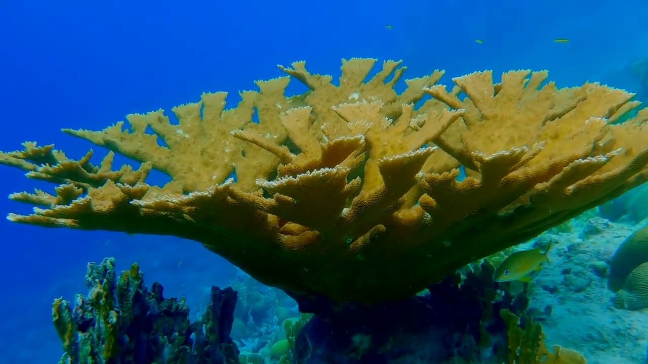 25C Invertebrates C - Multiple