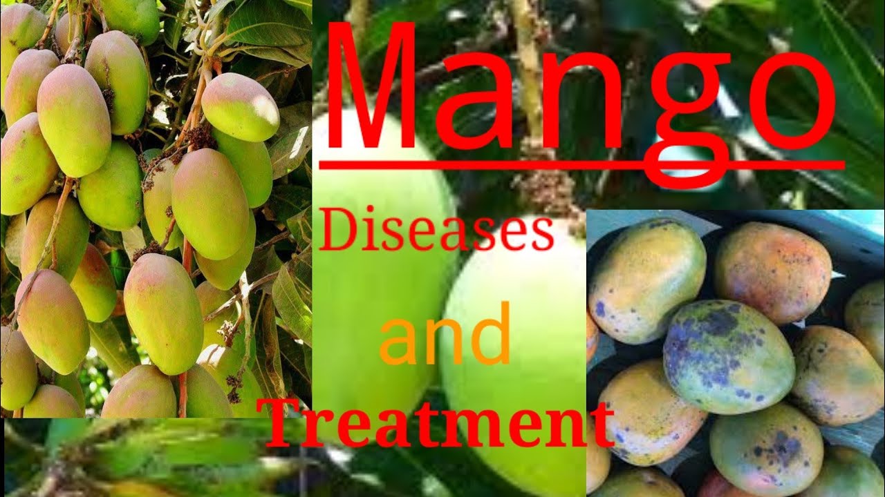 Mango diseases | how to control mango diseases and treatment urdu/हिन्दी