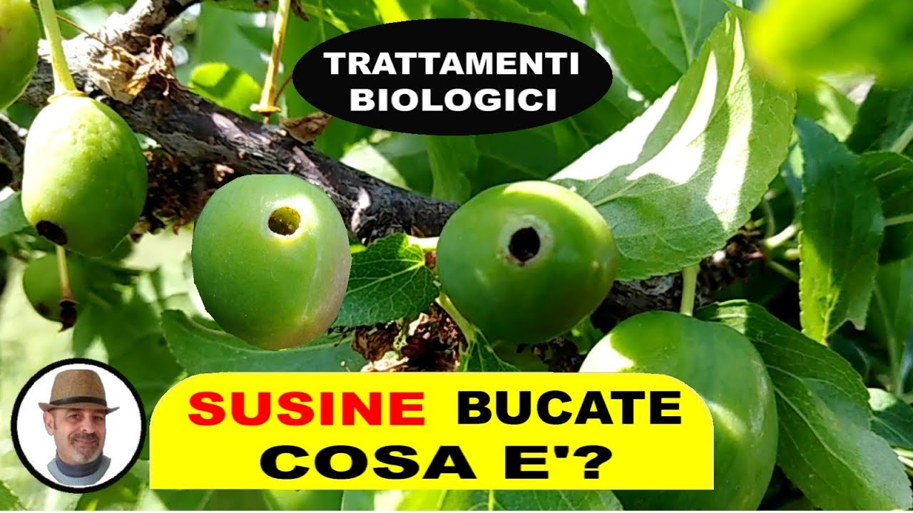 TIGNOLA del SUSINO o CIDIA, trattamento biologico contro queste larve