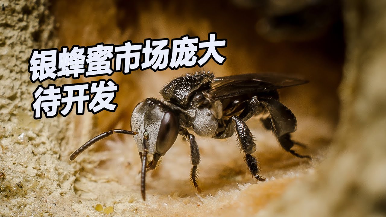 银蜂蜜市场庞大待开发 养蜂人盼政府加强宣传推广