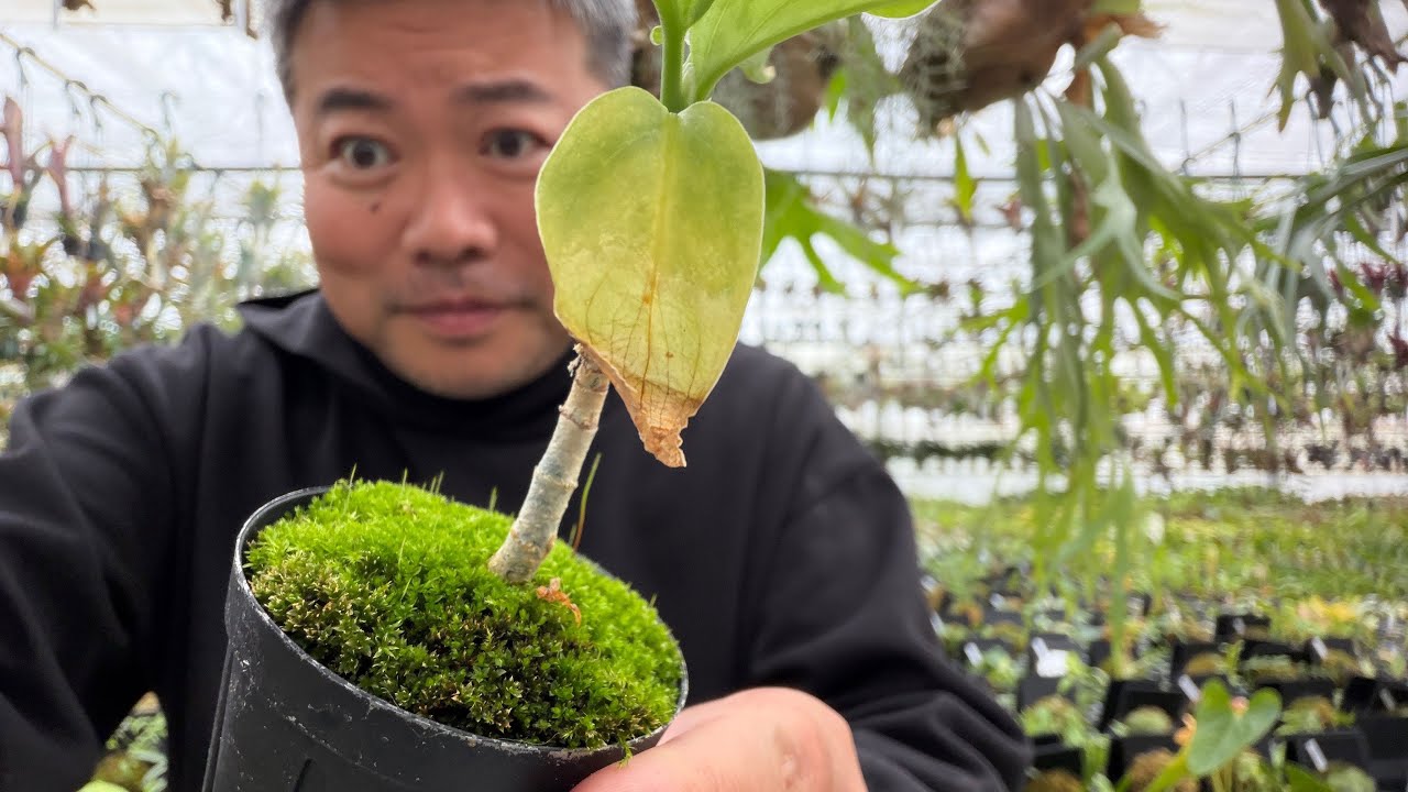 12月の観葉植物の管理方法を解説‼️誤:お彼岸→正:節分
