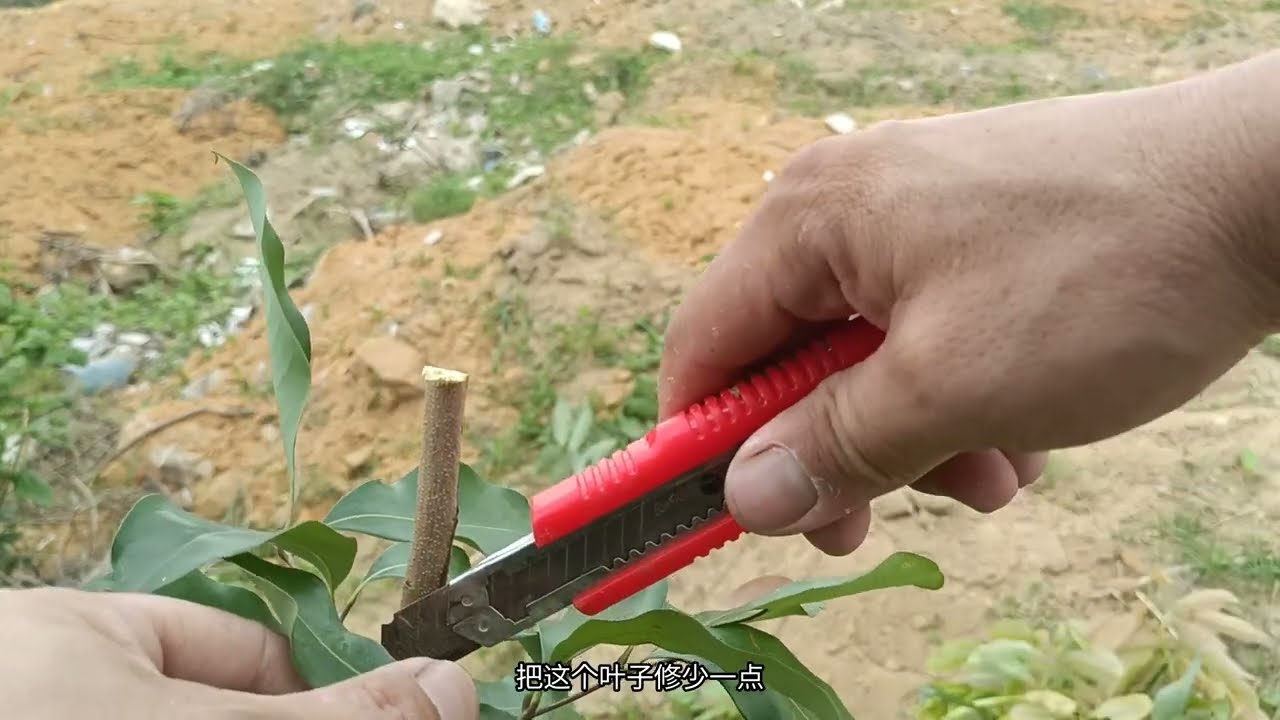 看看我是如何嫁接荔枝的