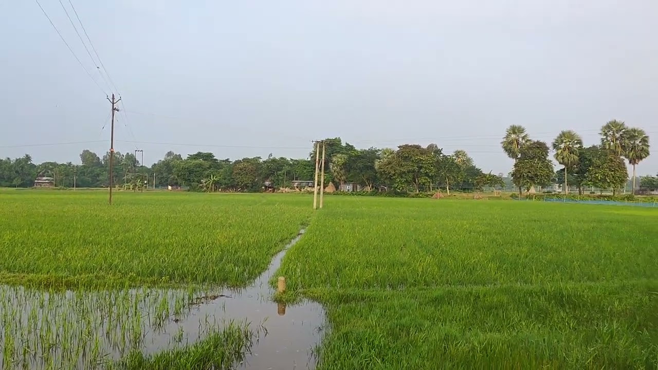 Rise farm