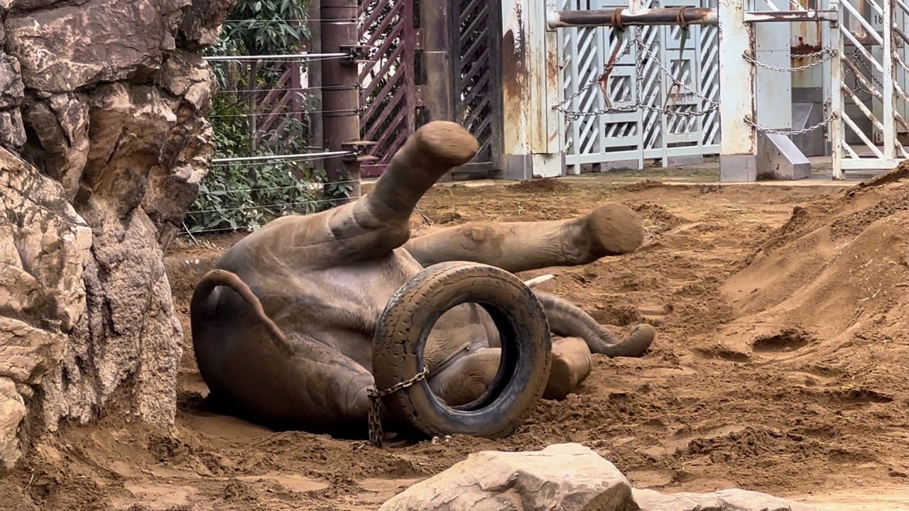 タイヤと戯れるアルン🐘プチ反撃をくらう❗️　2月17日 上野動物園　アジアゾウ