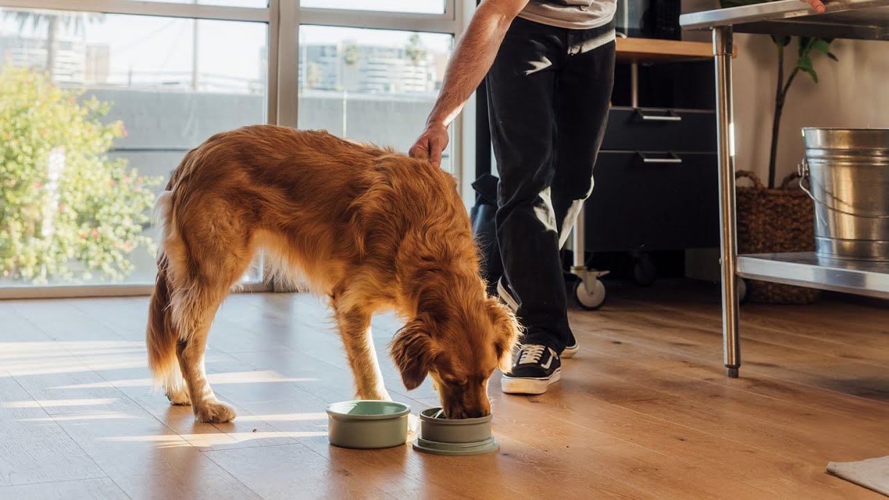 KindTail Portable Pet Bowls